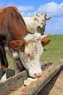 Cow on a summer mountain pasture at a feeding trough with salt clipart