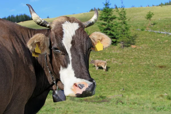 Tête de vache contre un pâturage — Photo