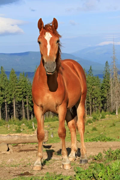 Koni na pastwiskach górskich, lato — Zdjęcie stockowe