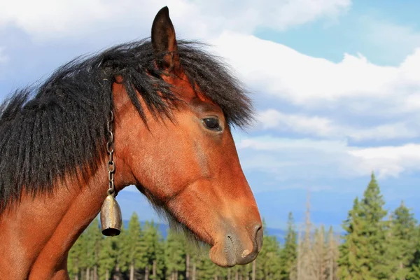 一匹马对天空的头 — 图库照片