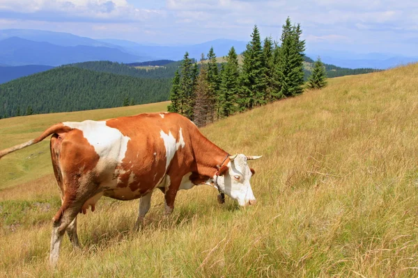 Cow on a summer mountain pasture — Stock Photo, Image
