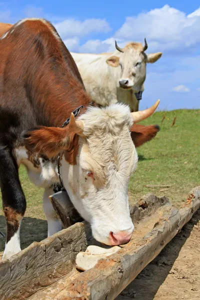 Cow on a summer mountain pasture at a feeding trough with salt — Stock Photo, Image