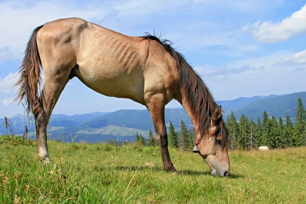 At üstünde bir yaz Dağı mera — Stok fotoğraf