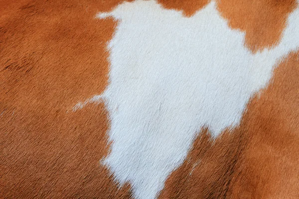 El fragmento de la piel de la vaca —  Fotos de Stock