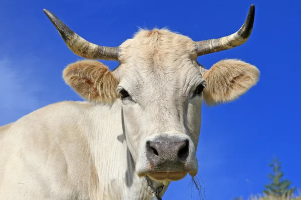 stock image Head of a cow against the sky.