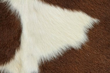 Fragment of a skin of a cow clipart