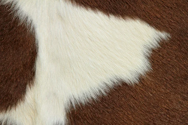 Θραύσμα από ένα δέρμα μιας αγελάδας — Φωτογραφία Αρχείου