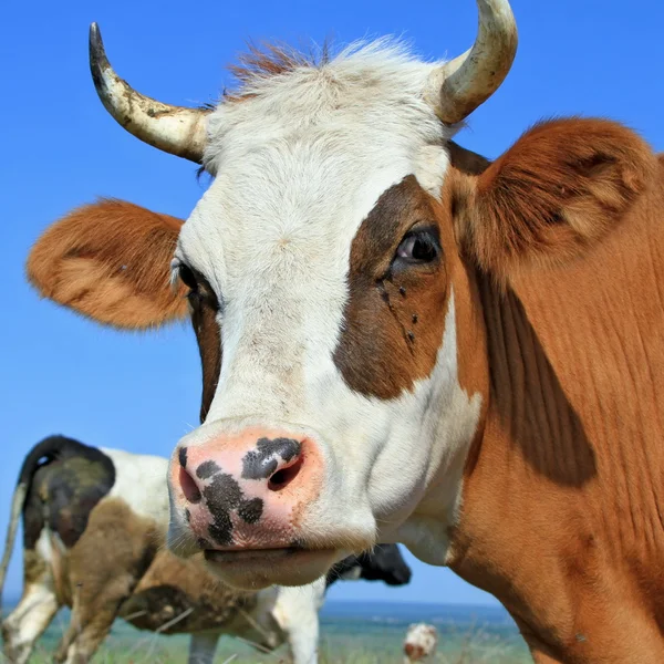 stock image Head of a cow against a pasture