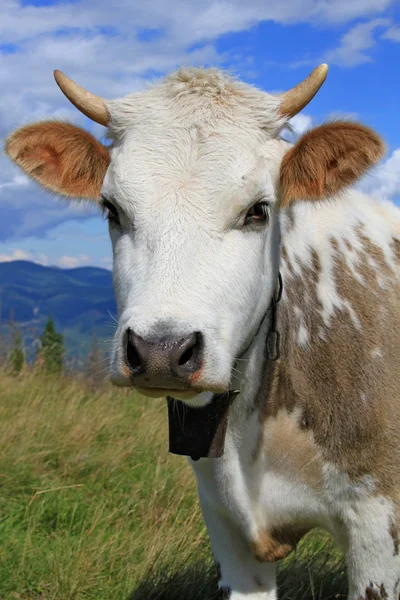 Head of the calf against mountains — Stock Photo, Image