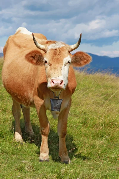 Vaca pe o pășune de munte de vară — Fotografie, imagine de stoc