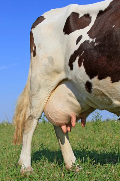 Udder mladé krávy — Stock fotografie