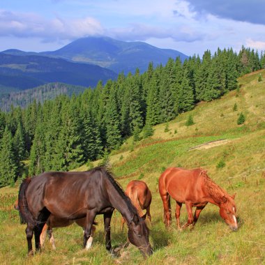 Horses on a summer mountain pasture clipart