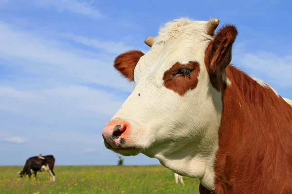 牧草地に対する子牛の頭. — ストック写真