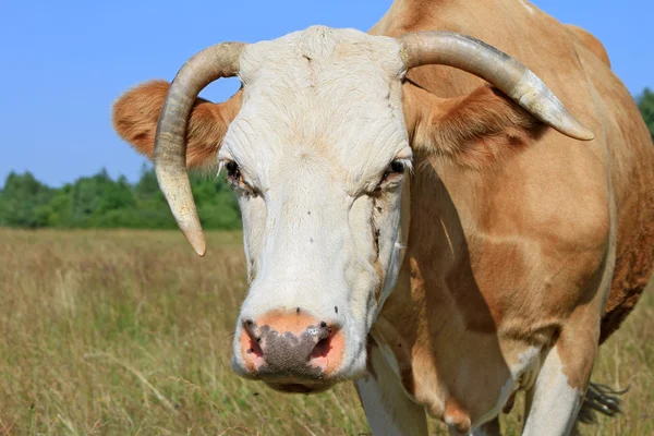 Stock image Cow on a summer pasture