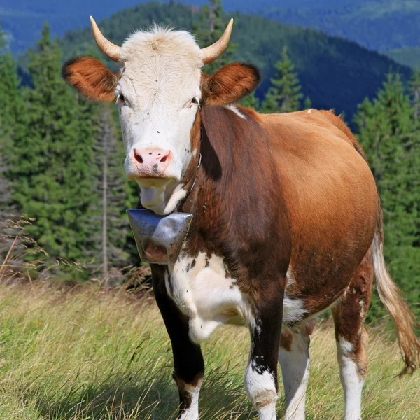 Krowa na letnim pastwisku górskim — Zdjęcie stockowe