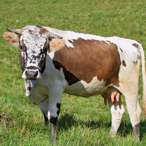 Stock image Cow on a summer pasture