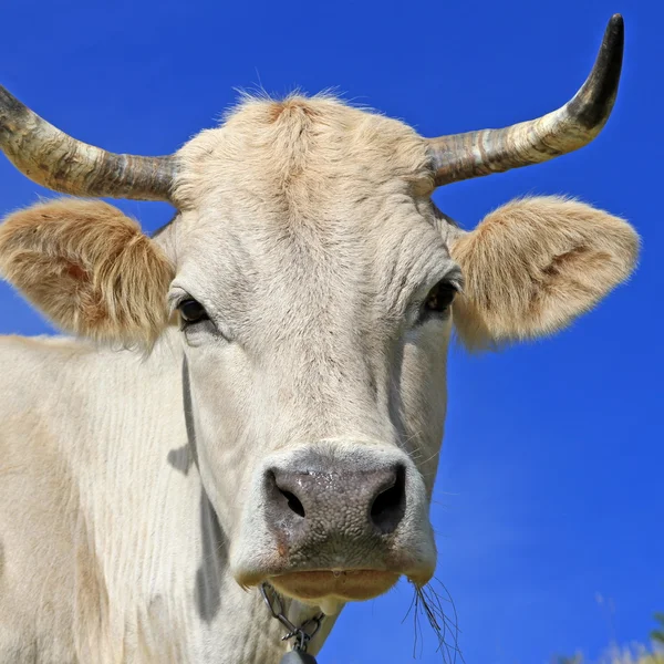 Kopf einer Kuh gegen den Himmel. — Stockfoto