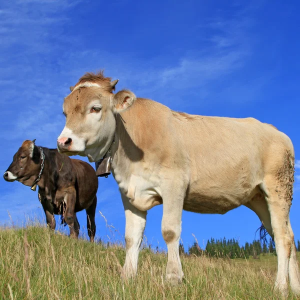 夏季牧场上小牛. — 图库照片
