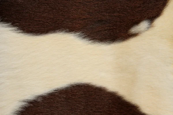 Фрагмент шкіри корови — стокове фото