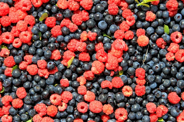 Bilberry with a raspberry on a background photo — Stock Photo, Image