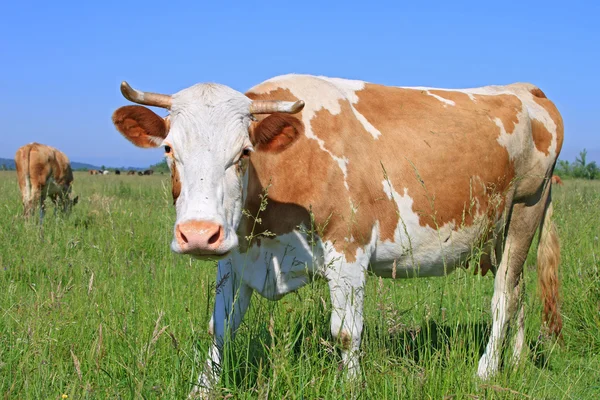 Vaca em um pasto de verão — Fotografia de Stock