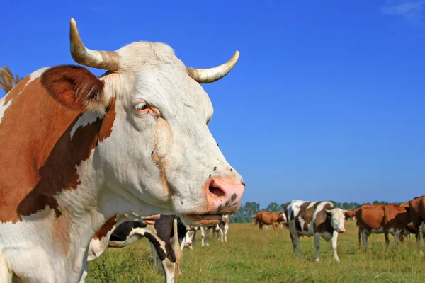 stock image Head of a cow against a pasture