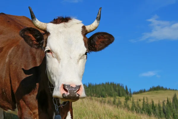 Testa di mucca contro un pascolo — Foto Stock