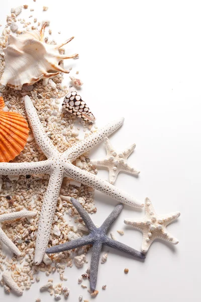 Черепашки і морська зірка над білим — стокове фото