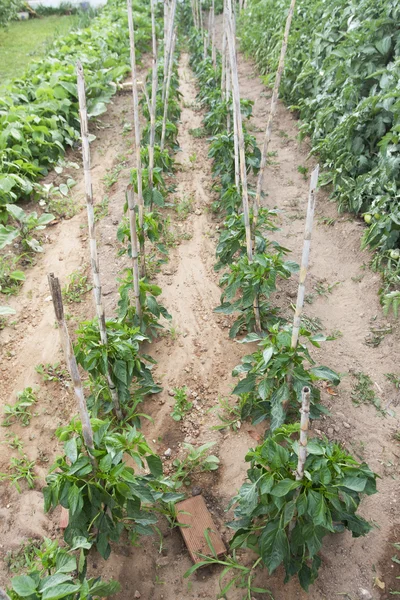 stock image Orchard peppers