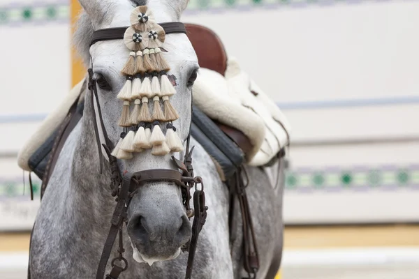 Pferd andalusisch — Stockfoto