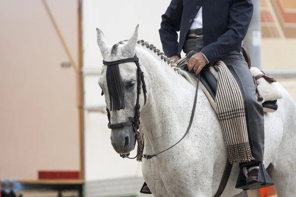 Horserman a koně — Stock fotografie