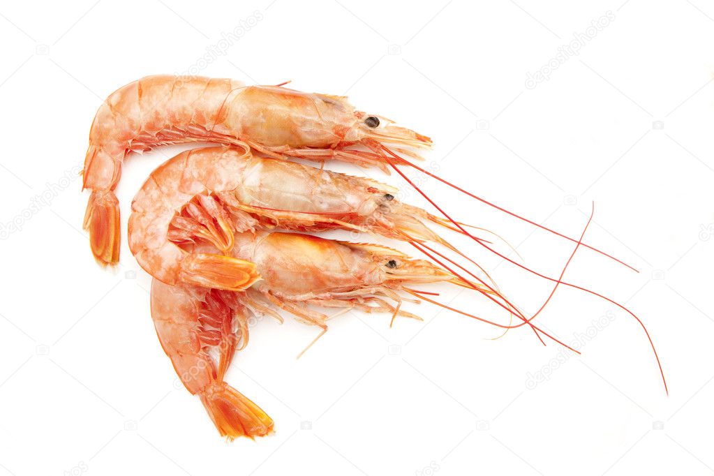 Shrimp three