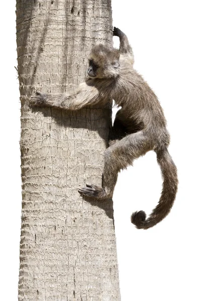 Macaque dans un arbre — Photo