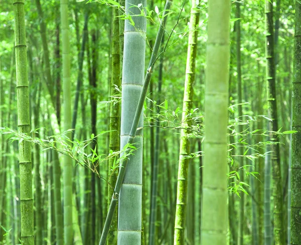 Yeşil Bambu Ormanı — Stok fotoğraf