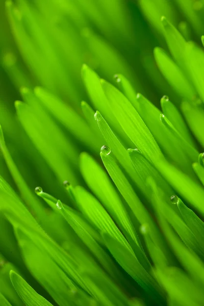 Färska gröna vete gräs med droppar dagg / makro bakgrund — Stockfoto