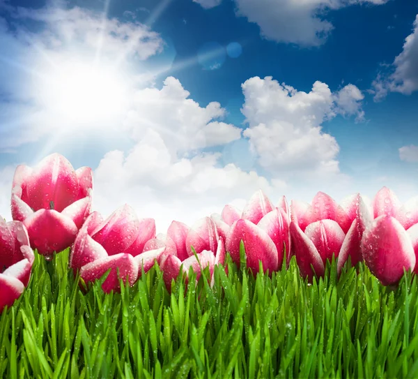 Schöne rosa Tulpenblüten und Gras gegen blauen Himmel und Sonne — Stockfoto