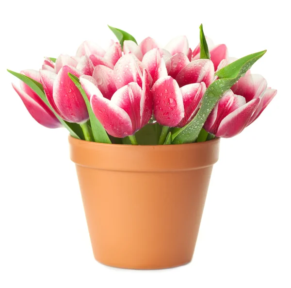 Flower Pot s růžové tulipány / kapky vody / izolovaných na bílém ba — Stock fotografie