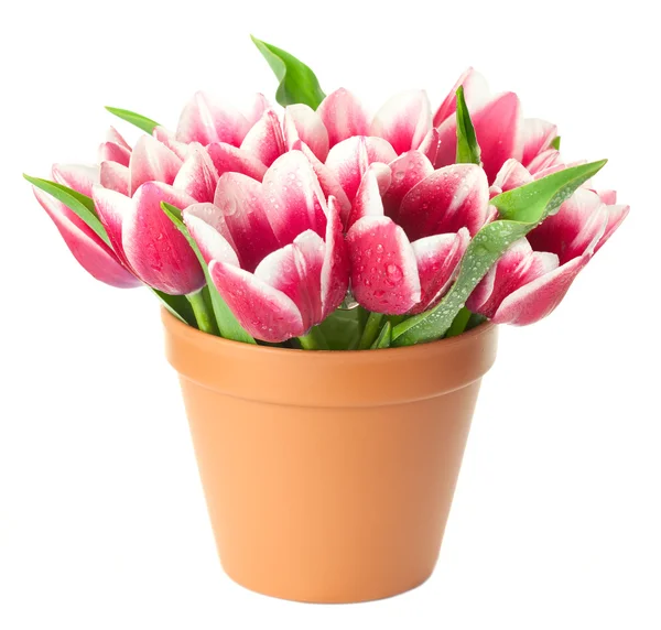 Квітковий горщик з рожевими тюльпанами / краплями води / ізольовані на білому ба — стокове фото