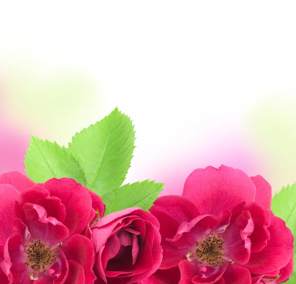 テキストのコピー スペースを持つ美しいバラの花の背景 — ストック写真