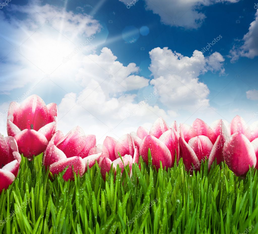 Beautiful Pink Tulip Flowers and Grass against blue Sky and Su