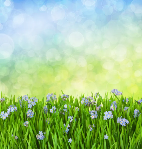 Myosotis Blue Flores em grama verde com gotas de água — Fotografia de Stock