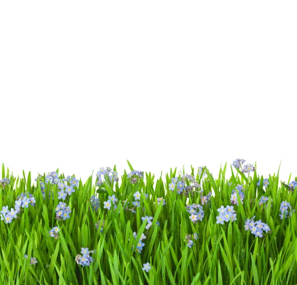 Blue flowers into green grass with water drops / isolated on wh — Stock Photo, Image