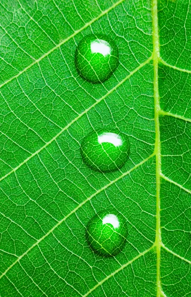Kapky vody na zelený list / Super makro — Stock fotografie