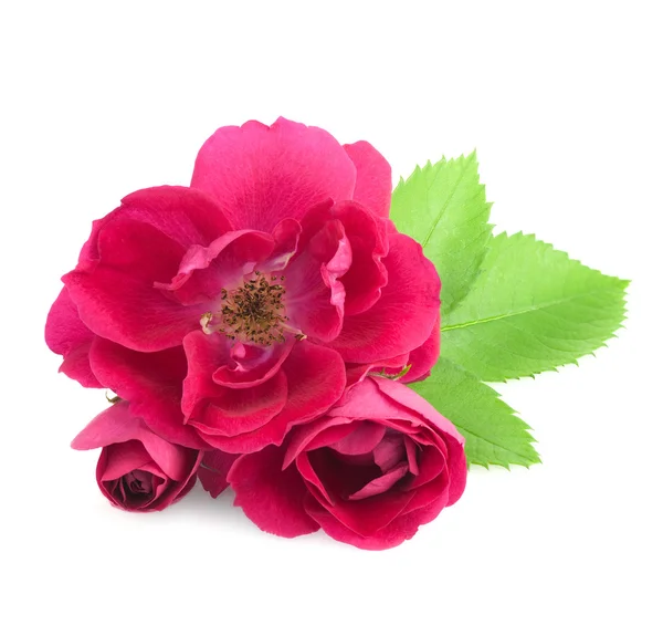 Hermosas flores de rosas con hojas aisladas en blanco —  Fotos de Stock