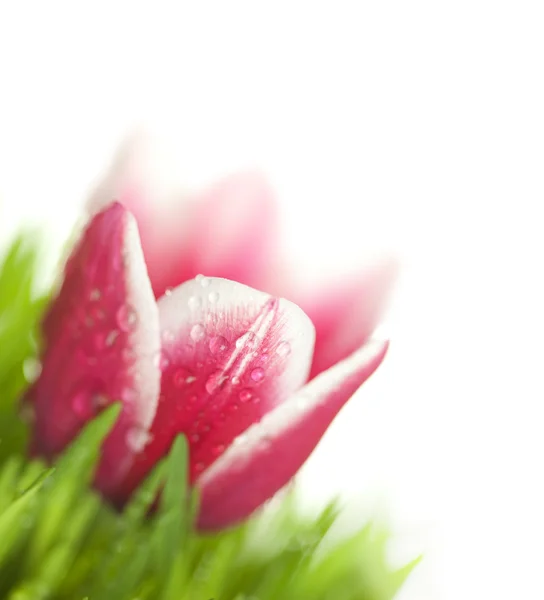 Tulipán fresco y hierba verde con gotas de rocío / aislado en w blanco —  Fotos de Stock
