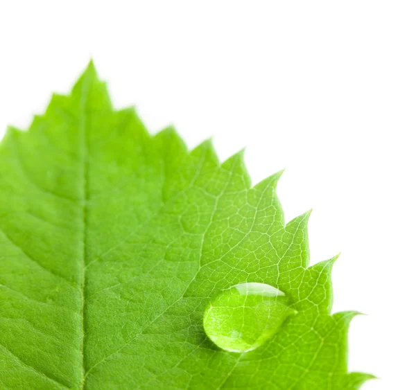 Gota de água grande em uma folha verde / fundo branco — Fotografia de Stock