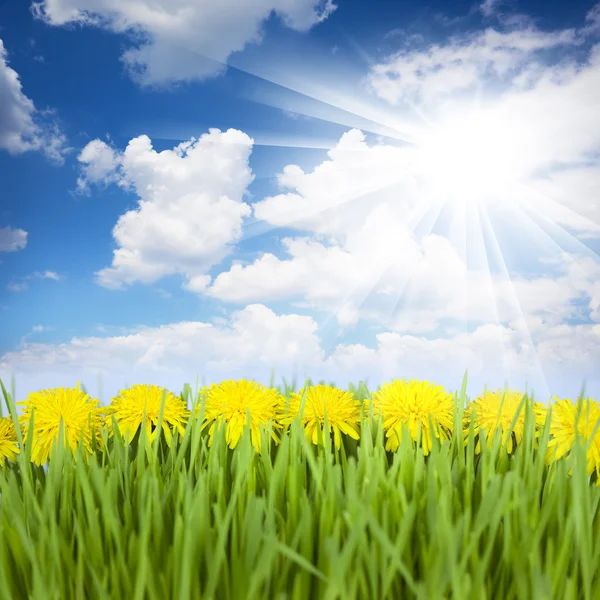 Gele paardebloemen, groen gras en een blauwe lucht met zon — Stockfoto