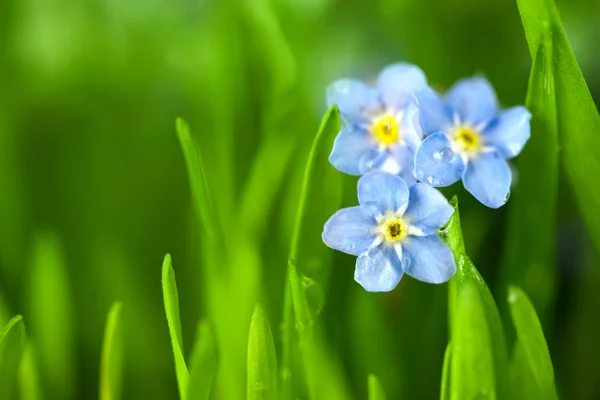 Három Nefelejcs kék virágok, a zöld fű / makrók — Stock Fotó
