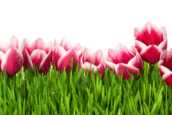 Tulipa fresca e grama verde com gotas de orvalho / isolado em w branco — Fotografia de Stock