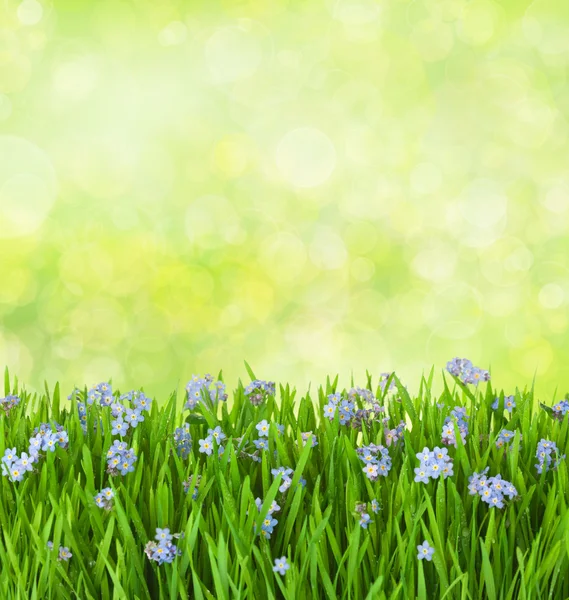 Blue flowers into green grass with water drops on defocused bac — Stock Photo, Image